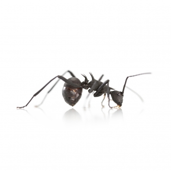 Polyrhachis armata